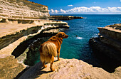 Wasserhund auf einer Klippe über Peter's Pool mit Blick auf das Mittelmeer; Delimara Point, Malta