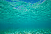 Unterwasseransicht des klaren blauen Meereswassers in der Karibik; Turneffe Island, Belize