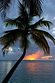 Palme vor einem wunderschönen Sonnenuntergang über dem Wasser; Pigeon Point, Tobago, Republik Trinidad und Tobago