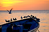 Vögel stehen auf dem Bug eines Holzbootes bei Sonnenuntergang; Milford Bay, Tobago, Republik Trinidad und Tobago