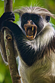 Nahaufnahme eines Roten Colobus-Affen (Piliocolobus kirkii) beim Singen; Tansania, Afrika