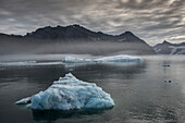 Icebergs floating in the glacial waters with foggy atmosphere in Nansen Fjord and the silhouetted mountain ridge in the background under a grey, cloudy sky; East Greenland, Greenland