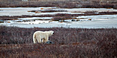 A Polar Bear (Ursus Maritimus) Stands In The Frozen Grass; Churchill Manitoba Canada
