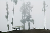 Nebel bedeckt Bäume auf einem Hügel; Cemoro Lawang Java Indonesien