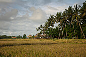 Rice Fields Near Ubud; Bali Indonesia
