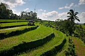 Rice Fields; Jatiluwih Bali Indonesia