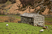 Schafe grasen auf einem Grasfeld mit einem Steingebäude; Swaledale England