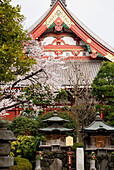 Japanese Zen Temple With Cherry Blossom And Two Small Shrines In Front; Tokyo Japan