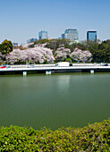 Hochhäuser mit Kirschbäumen und Autobahn entlang eines Flusses; Tokio, Japan