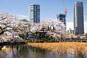 Moderne Gebäude und Kirschblütenbäume am Shinobazu-Teich; Tokio, Japan