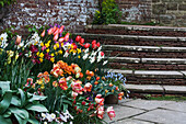 Frühlingsblumen und Stufen in Greater Dixter; Sussex, England