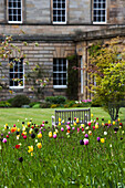 Blühende Tulpen vor einem Haus; Howick Northumberland England