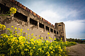 Yellow Flowers Growing Outside An Abandoned Police Station Building; Gesher Israel