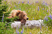 Sau Grizzly (Kodiak) Bär schlafend auf einem Baumstamm in einem Feld von Lupinenblüten am Lake Clarke National Park; Alaska Vereinigte Staaten von Amerika