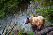 Grizzlybär (Ursus Arctos Horribilis) taucht aus dem Wald im Khutzeymateen Grizzly Bear Sanctuary nahe Prince Rupert auf; British Columbia Kanada