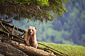 Grizzlybär (Ursus Arctos Horribilis) geht über Baumstämme im Khutzeymateen Grizzly Bear Sanctuary nahe Prince Rupert; British Columbia Kanada
