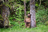 Grizzlybär (Ursus Arctos Horribilis) Jungtier im Khutzeymateen Grizzly Bear Sanctuary in der Nähe von Prince Rupert, British Columbia Kanada, stehend an einem Baum mit nachdenklichem Blick