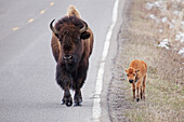 Buffalo Walking On The Road In Yellowstone National Park; Wyoming United States Of America