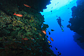 Soldierfish In Cave Opening Arue Wall Dive Near Papeete; Tahiti Nui South Pacific