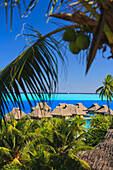 Close Up Of Palm Fronds With Huts Along The Ocean At Bora Bora Nui Resort & Spa; Bora Bora Island Society Islands French Polynesia South Pacific