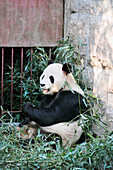 Pandabär (Ailuropoda melanoleuca) frisst Blätter; Peking China