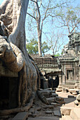 Kambodscha, Siem Reap, Angkor Archaeological Park, Ta Prohm, Baumwurzeln und Schutt umgeben ein altes Gebäude.