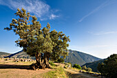 Riesiger Olivenbaum; Delphi Griechenland