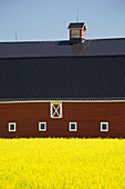 Front Of A Red Barn In A Flowering Canola Field With Blue Sky South Of High River; Alberta Canada