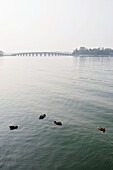 Enten im Wasser mit einer Brücke in der Ferne; Peking China