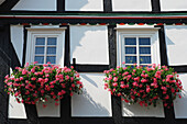 Pink Blossoming Flowers In Window Boxes; Germany