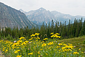 Wildflowers Growing In A Meadow With The Rocky Mountains In The Background; Alberta Canada
