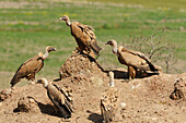 Griffin Vultures (Gyps Fulvus) (Buitre Leonado); Canete Le Real Malaga Spain