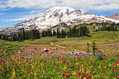 Alpine Wildblumen und Mount Rainier im Mount Rainier National Park; Washington Vereinigte Staaten Von Amerika