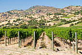 Vineyard Of The Napa Valley; California United States Of America