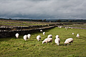 UK, England, Derbyshire, Litton, Schafe grasen auf einem Feld mit Steinmauern