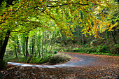 UK, England, Derbyshire, Cheedale, Autumn colors along country road