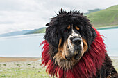 China, Xizang, Shannan, Saint Bernard dog on shore of Sacred Lake