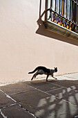 Katze läuft unter altem schmiedeeisernen Fenster; Guanajuato, Guanajuato, Mexiko