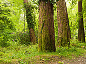 Irland, Grafschaft Kerry, Moosbewachsene Baumstämme und üppiges Laub im Wald; Killarney
