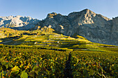 Switzerland, Suisse, Chamoson; Valais, Vineyards