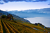 Switzerland, Lavaux Unesco World Heritage region, Vineyards; Rivaz village and Lake Geneva