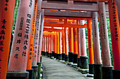 Japan, Rote Säulen entlang des Weges; Kyoto