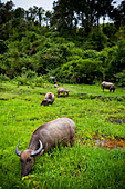 Wasserbüffel (Bubalus Bubalis) auf einer Weide; Chiang Mai, Thailand