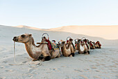 Kamele, die in einer Reihe im Sand liegen; Jiuquan, Gansu, China