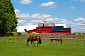 Pferdefarm in den östlichen Townships von Quebec; Cowansville, Quebec, Kanada