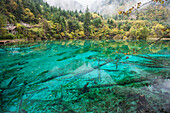 Unglaubliche Farben von Herbstblättern und Wasser im See mit toten Bäumen im Jiuzhaigou Valley National Park; Jiuzhaigou, Sichuan, China