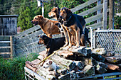 Well Trained Sheep Dogs Await Instructions For Their Next Task At Blue Duck Lodge, A Working New Zealand Farm In Whanganui National Park; Whakahoro, New Zealand