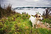 A Sheep Dog Stands With A View From The Tops Of The Hills Over The Morning Fog At Blue Duck Lodge In The Whanganui National Park; Whakahoro, New Zealand