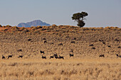 Oryxherde in einem trockenen Feld; Namibia