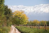 Landwirtschaftsstraße mit schneebedeckten Bergen im Hintergrund und Bäumen in goldenen Farben; Mendoza, Argentinien